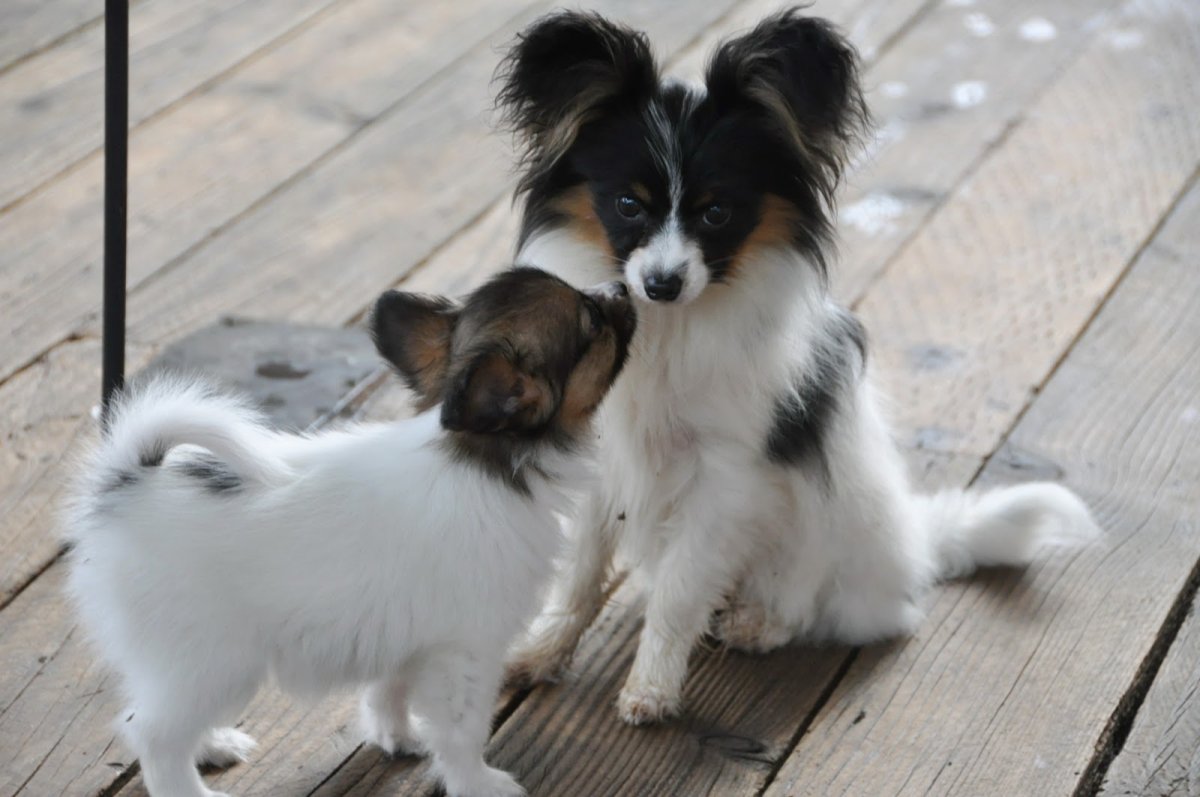 Папильон из мультфильма