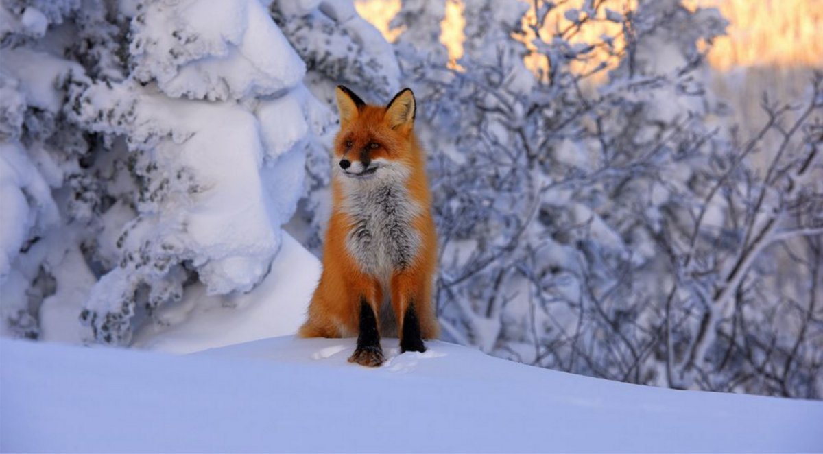 Дикие животные горной Шории