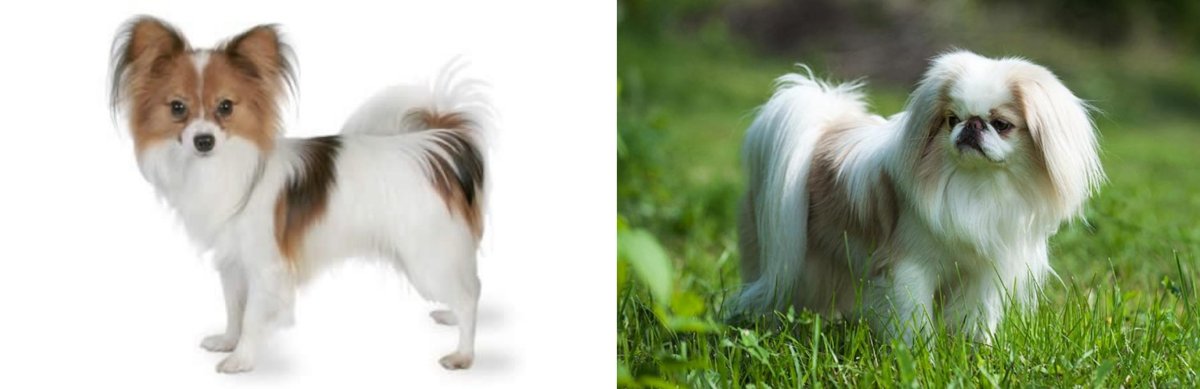 Шпиц Папильон бабочка