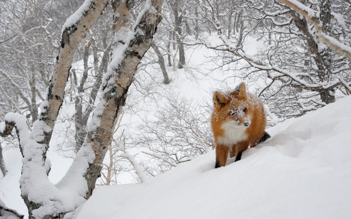Животные в зимнем лесу