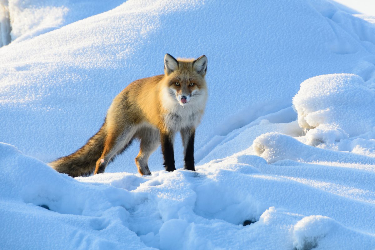 Голубой Глетчер лиса