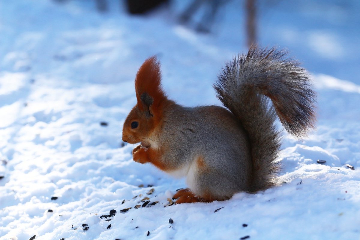 Зимние звери