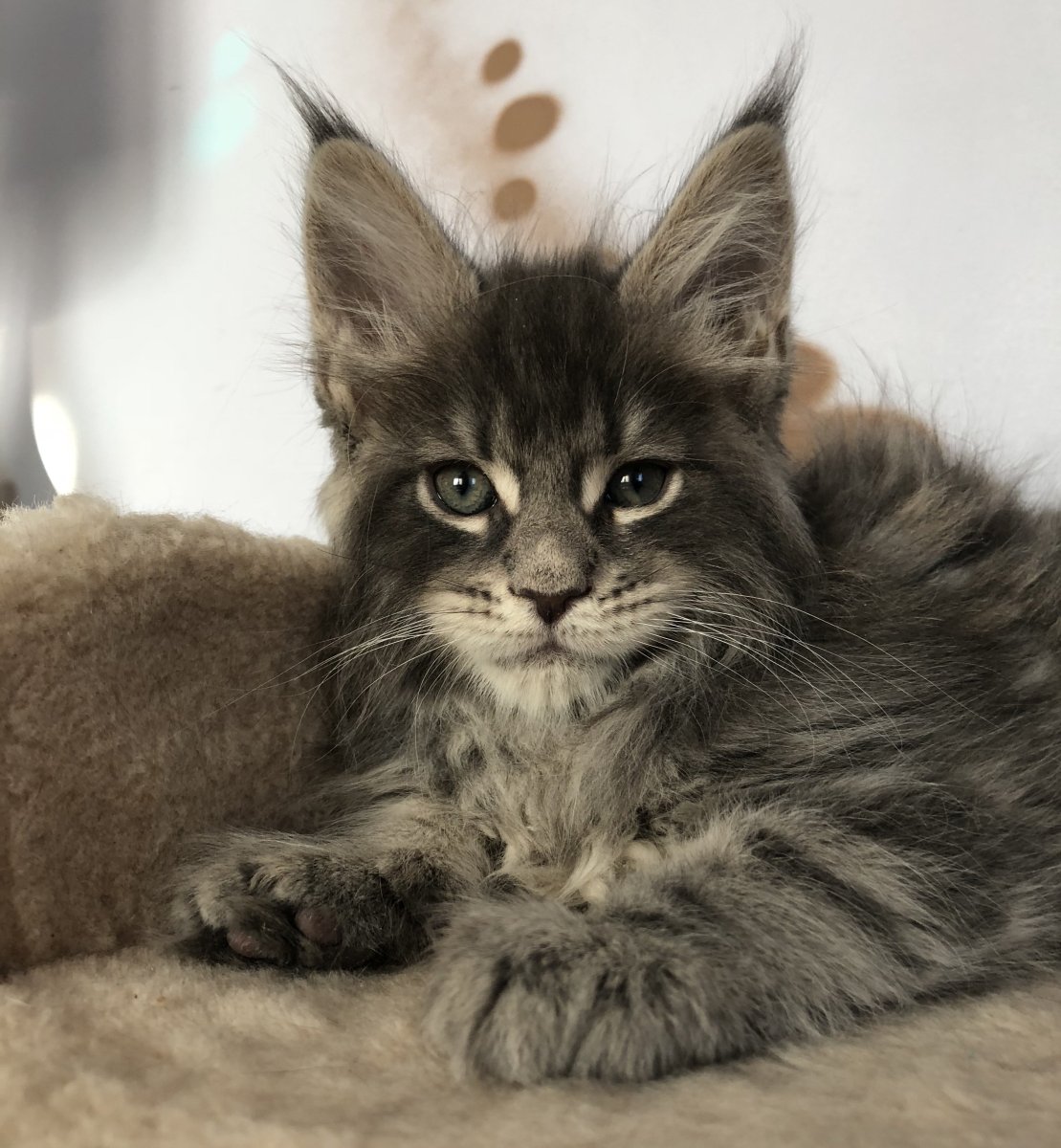 Карликовый Мейн кун