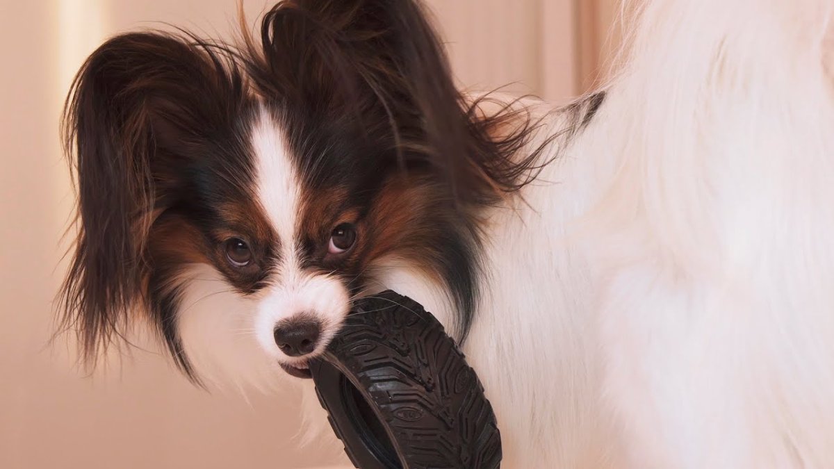 Папильон и чихуахуа