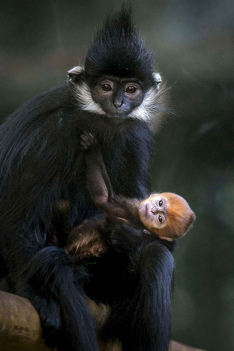 Маймун Лангур обезьянка