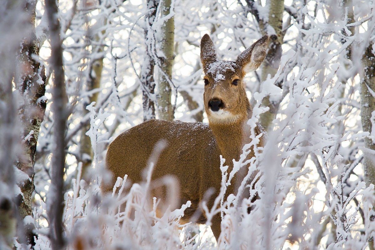 Животные в зимнем лесу