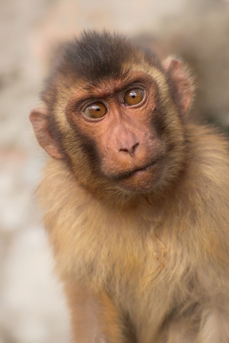 Маймуна макака