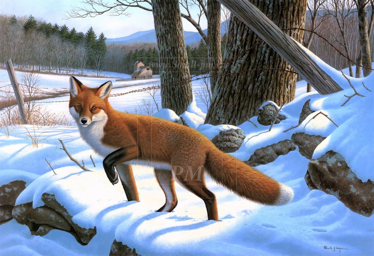 Дикие животные зимой