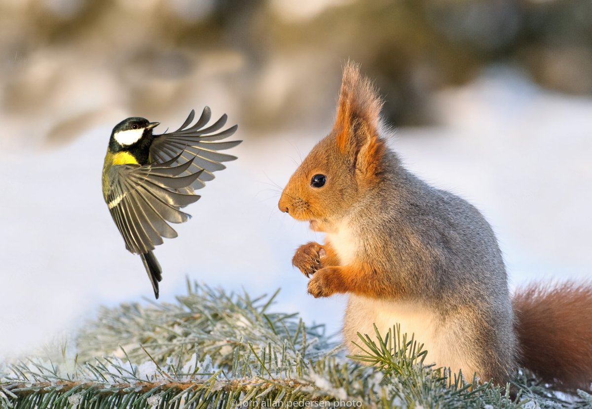 Животные в лесу зимой