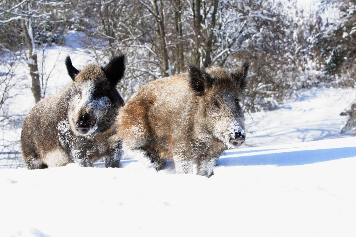 Лосиный остров национальный парк кабаны
