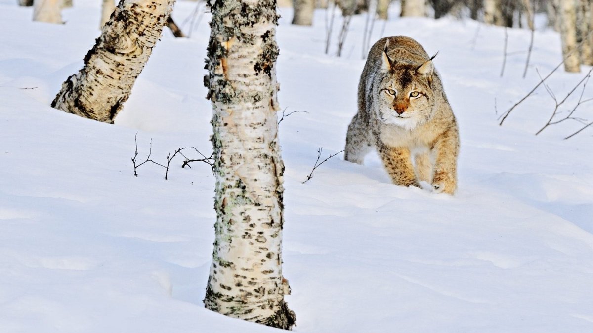 Зимний лес звери и птицы
