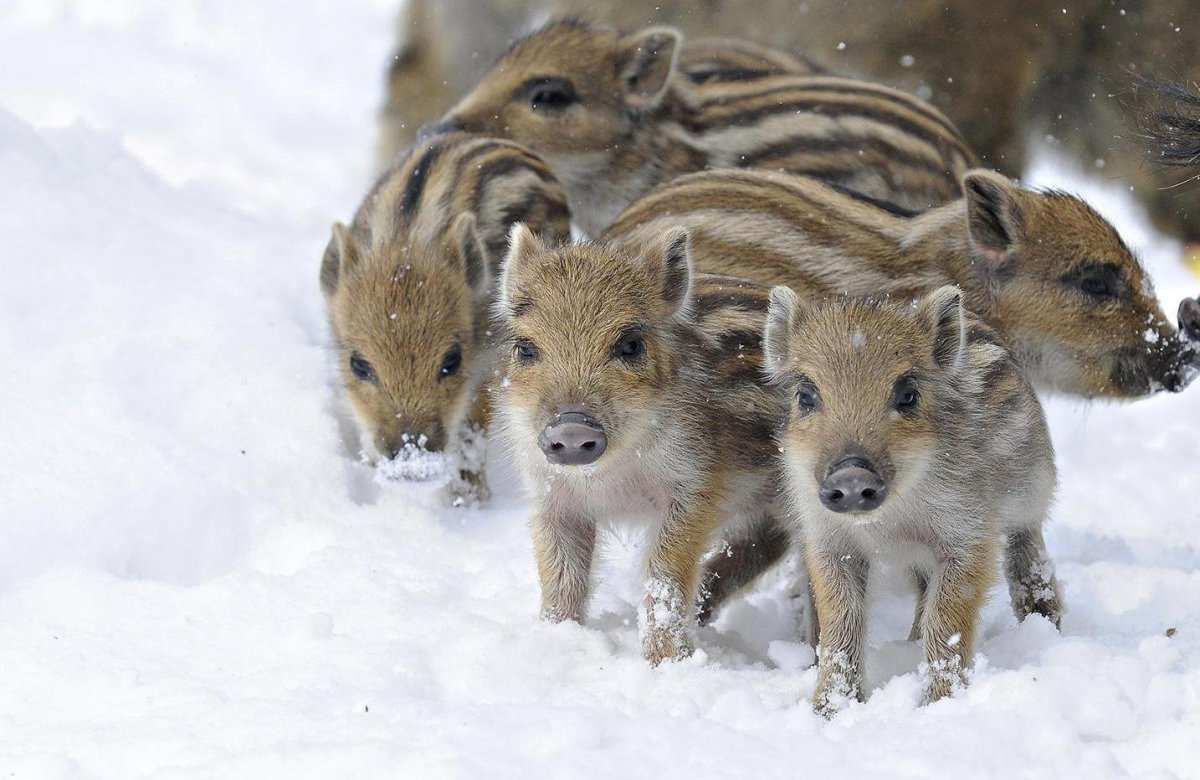 Маленький кабанчик в лесу