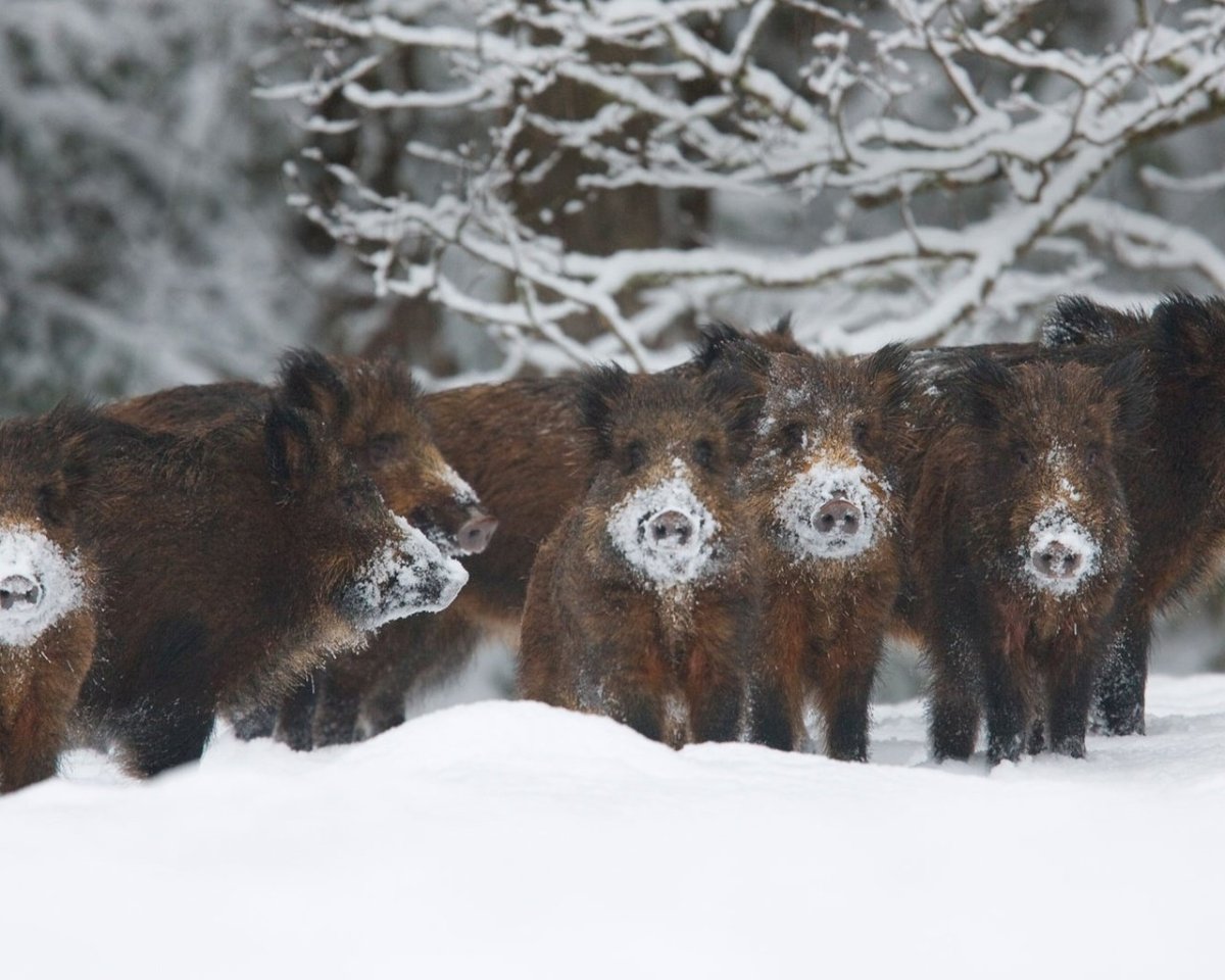 Лесные звери зимой