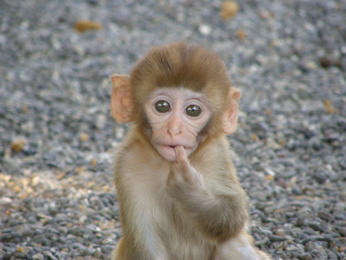Макака резус детеныш