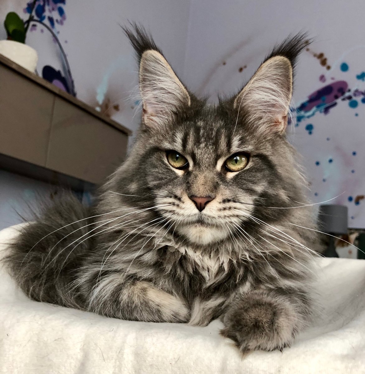 Кот Мейн кун