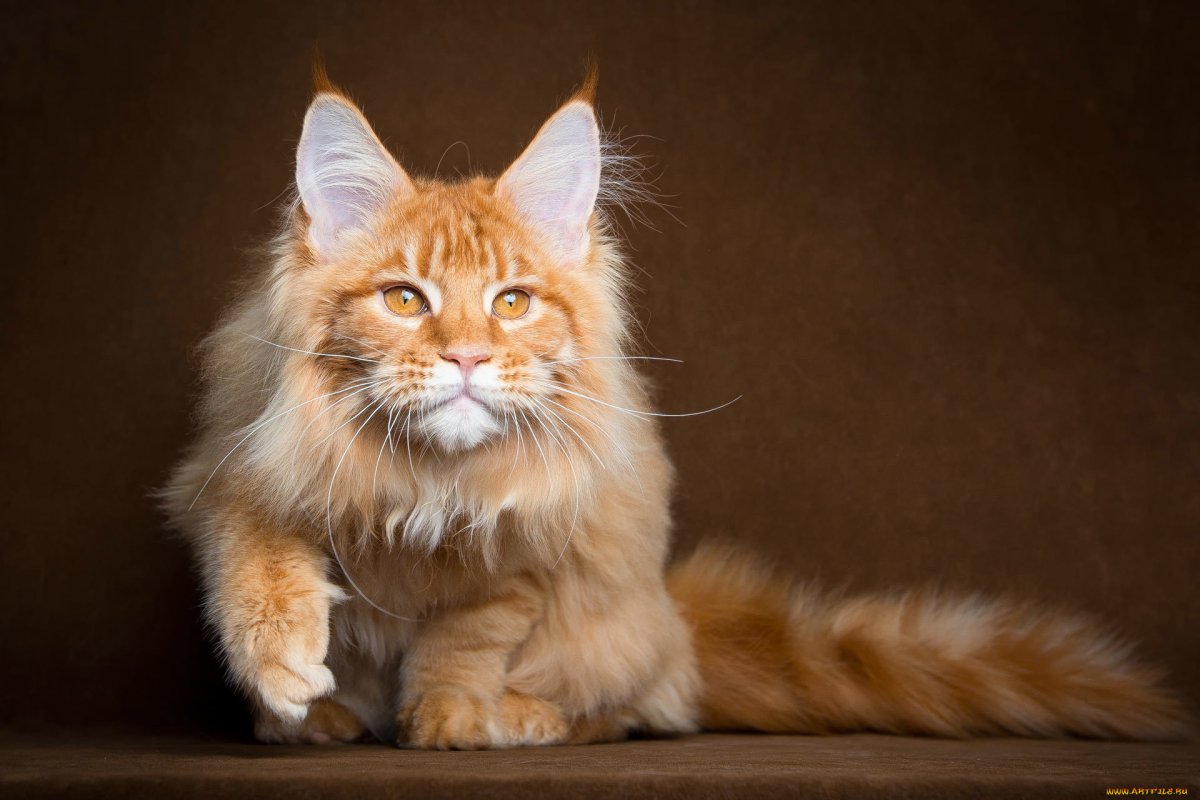 Порода котов Мейн кун