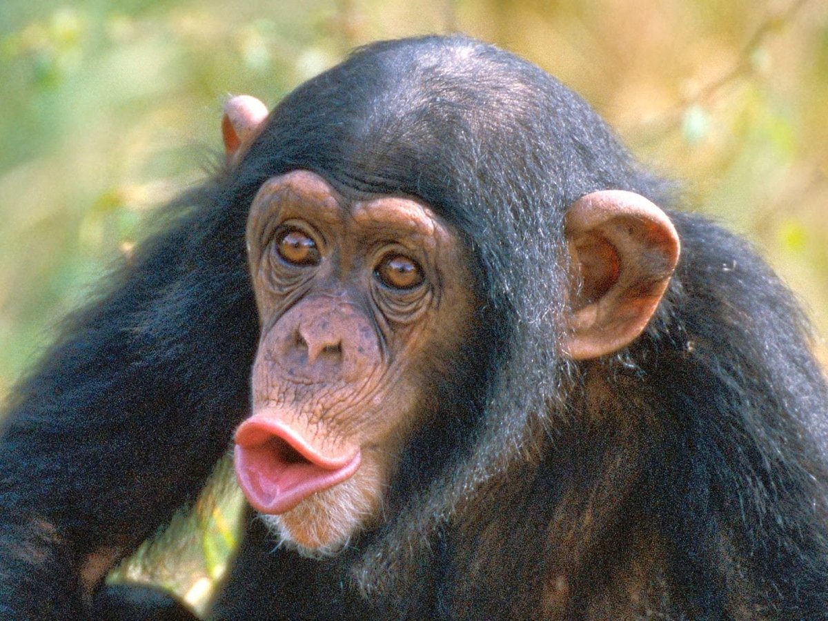 Кунац меймун