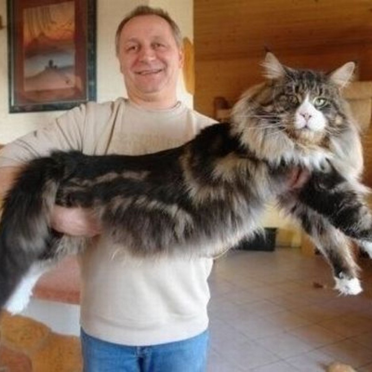 Кот Павла воли Мейн кун