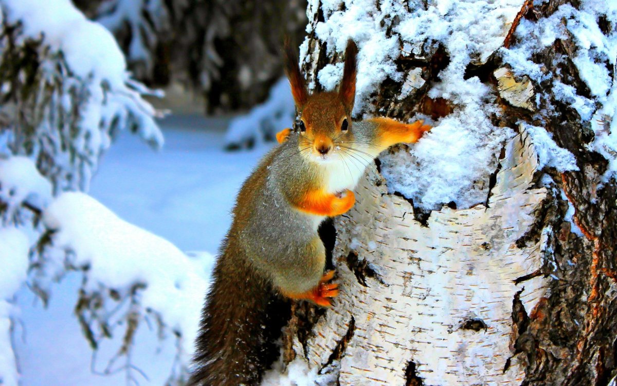 Дикие животные зимой