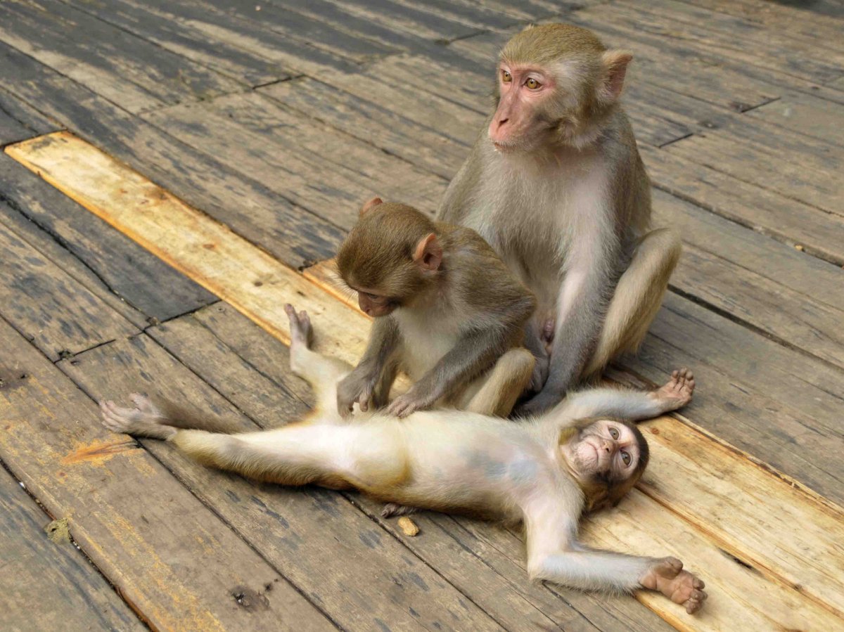 Голая обезьяна