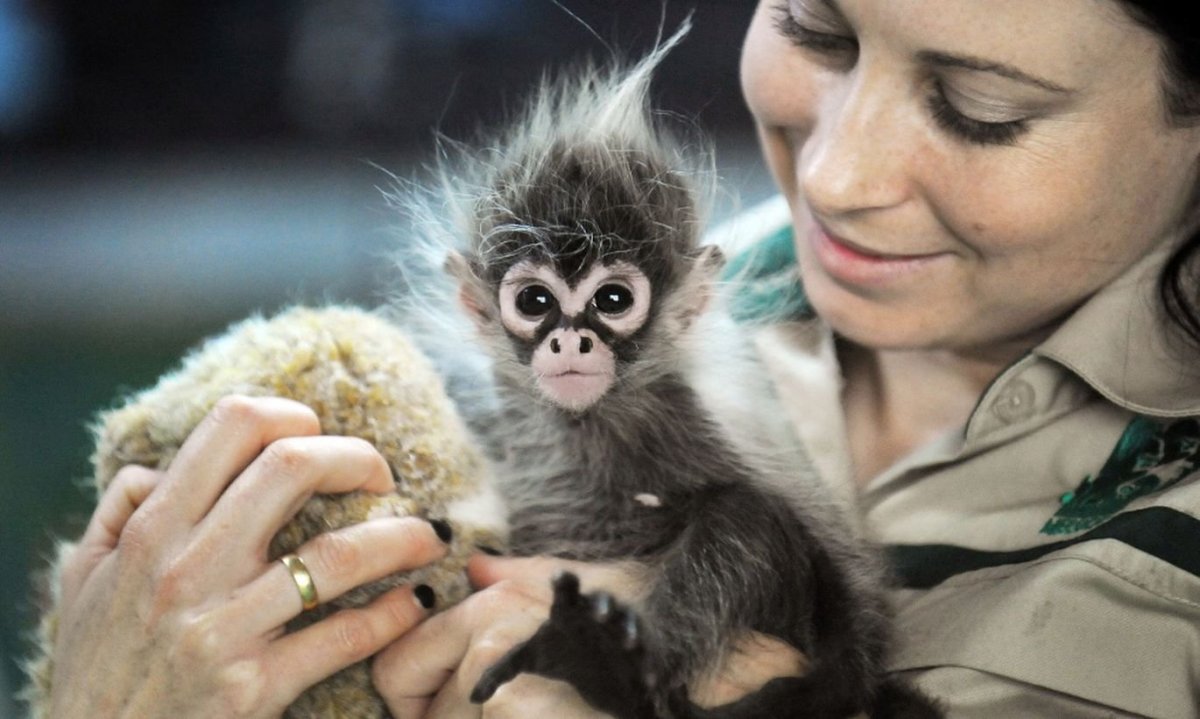 Милая обезьянка на руках