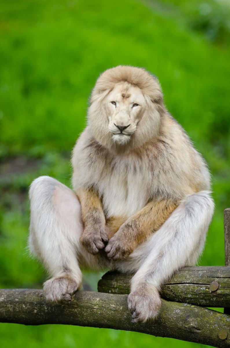 Макака Суматранская