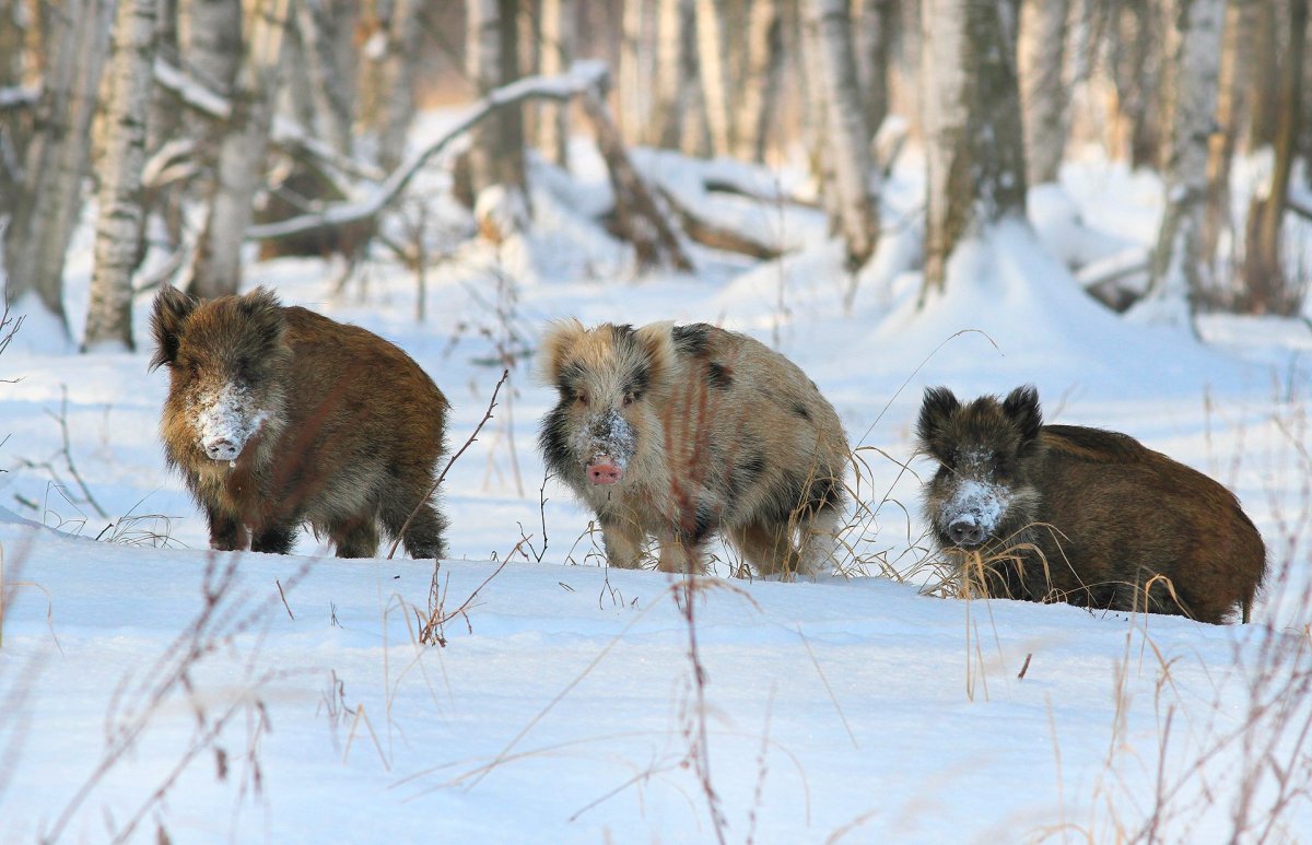 Дикие кабаны в Лосином острове