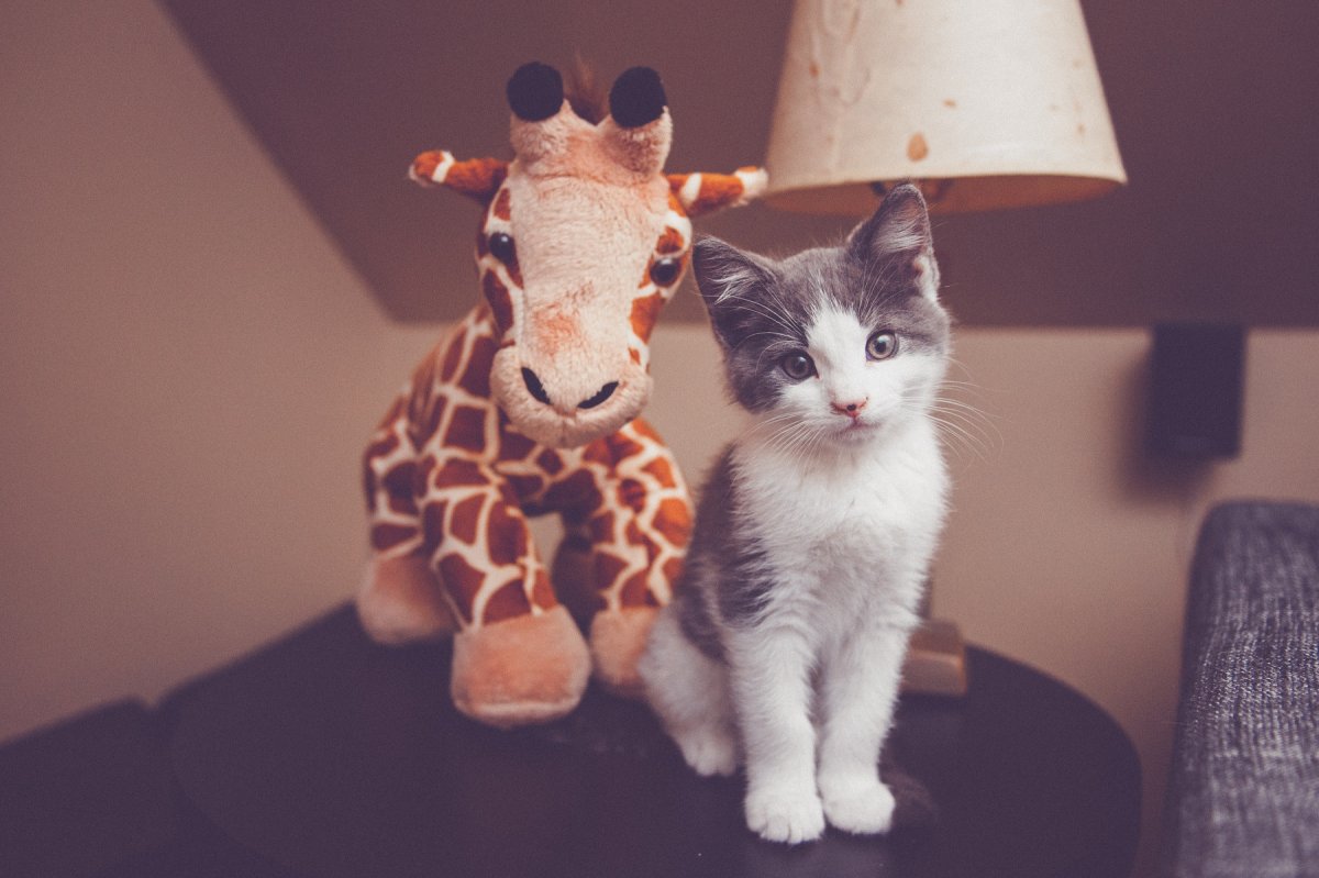 Парная ава коты