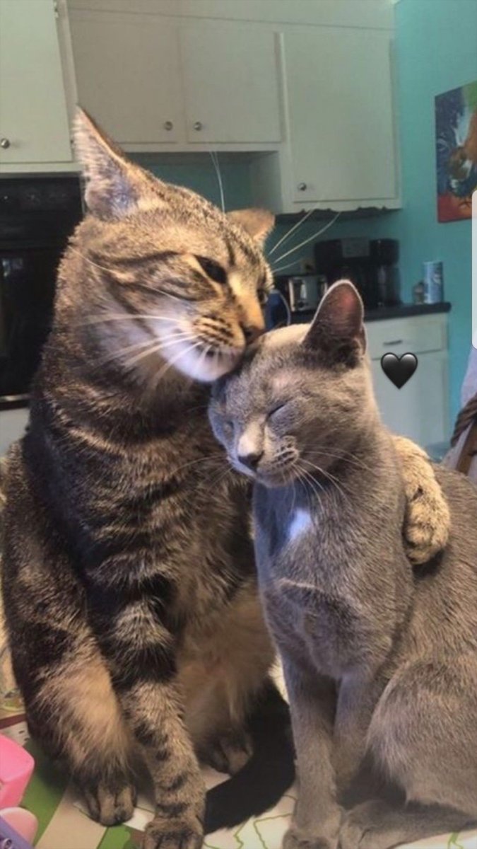 Кот поддержка