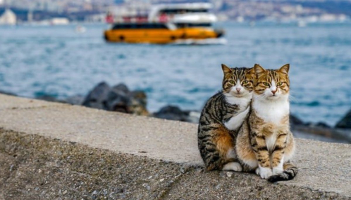 Два кота сидят