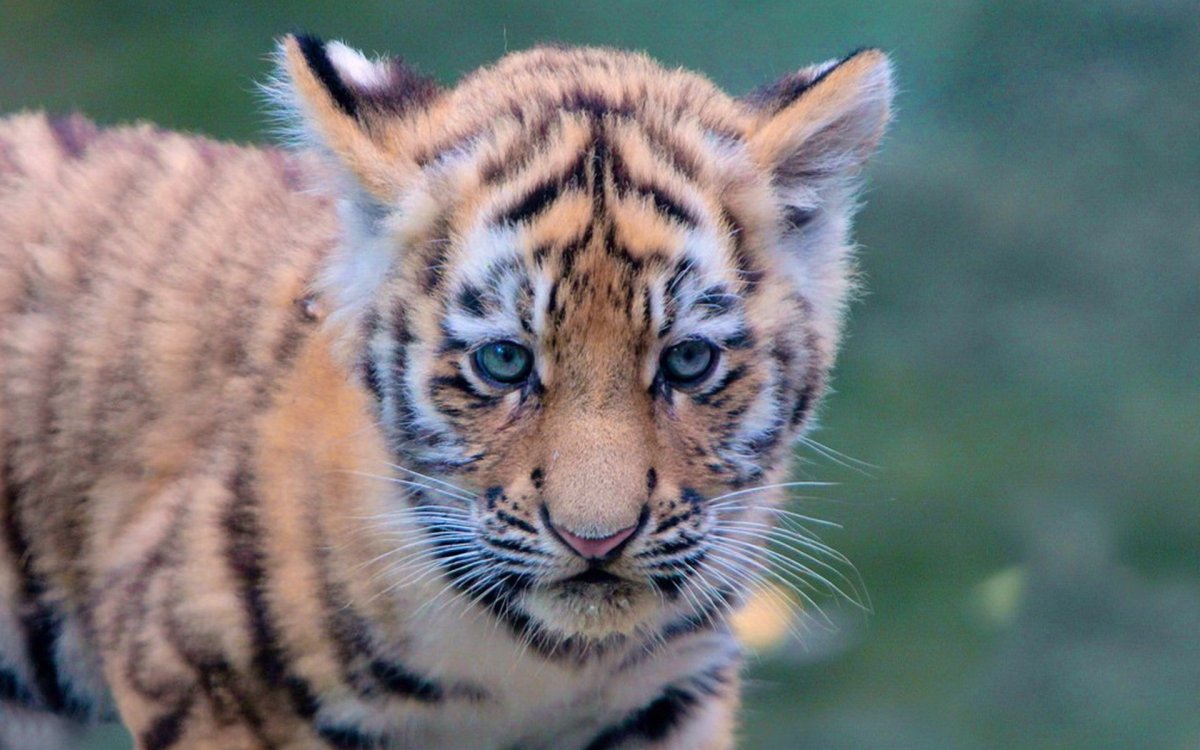 Бенгальский тигр альбинос