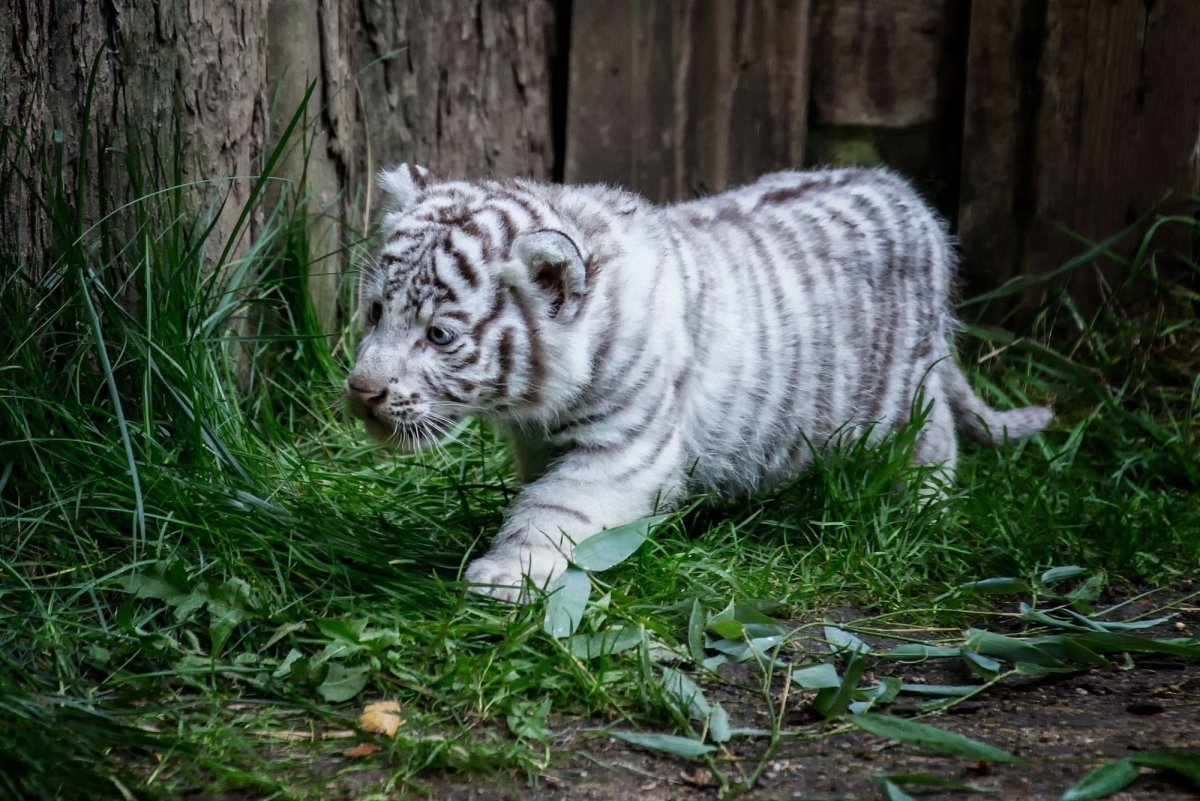 Амурский голубой тигр