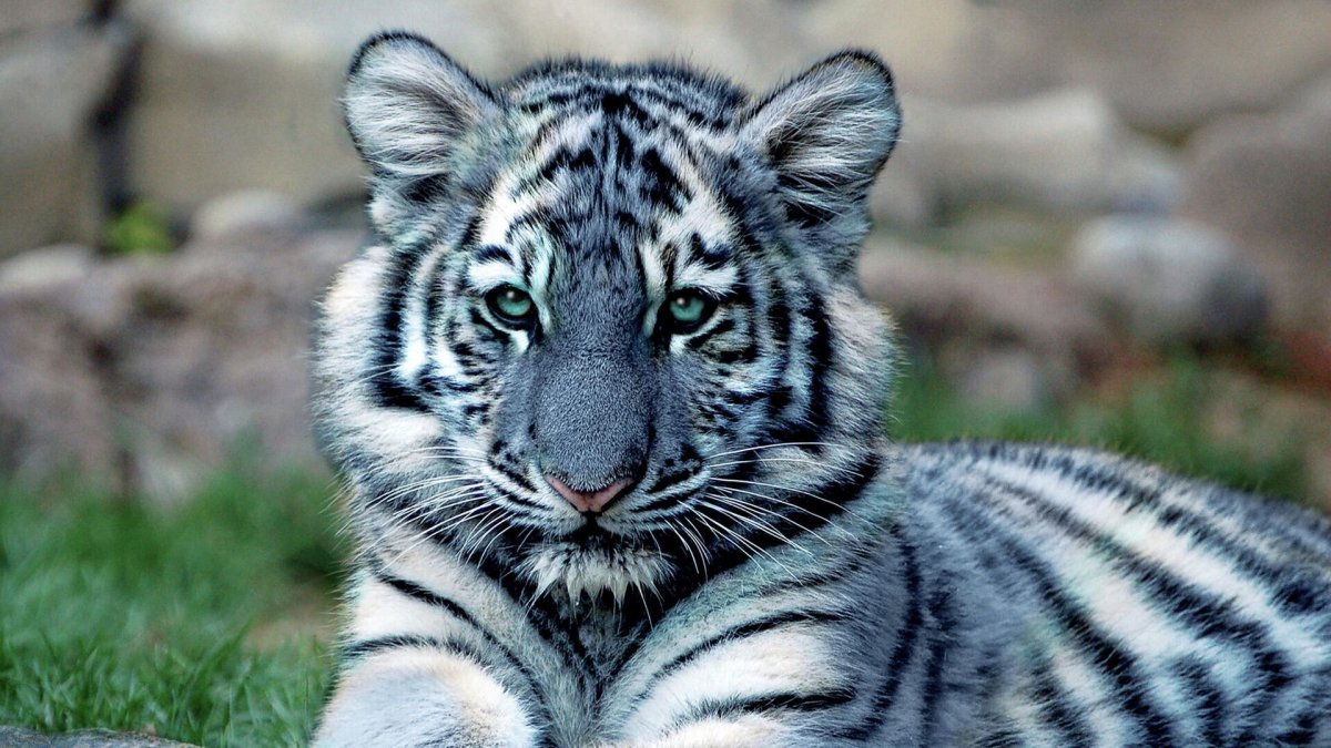 Тигр на полу