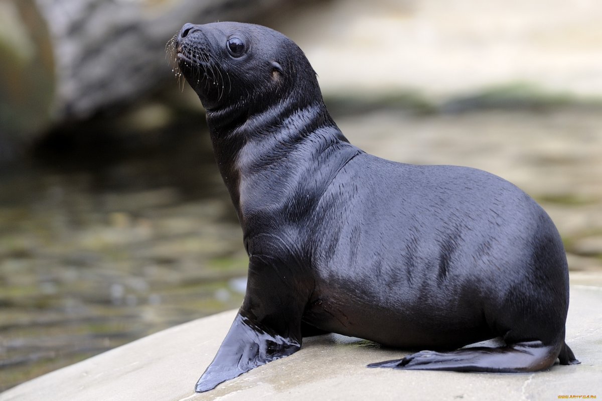 Тюлень черный