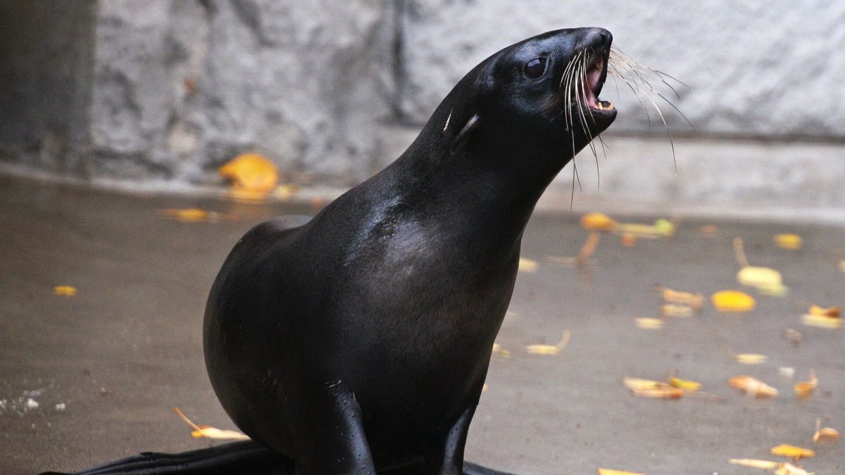 Гуадалупский морской котик