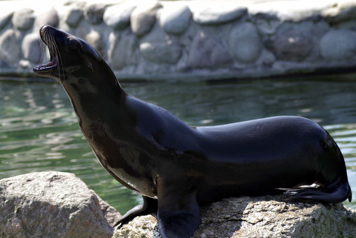 Северный морской Лев