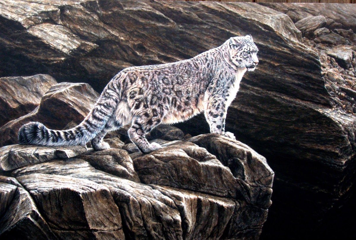 Снежный Барс на охоте