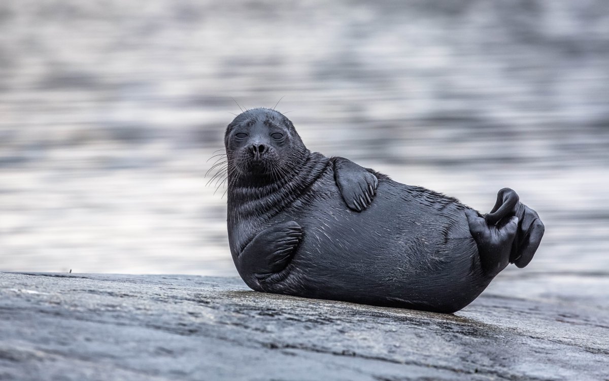 Ладожская кольчатая Нерпа