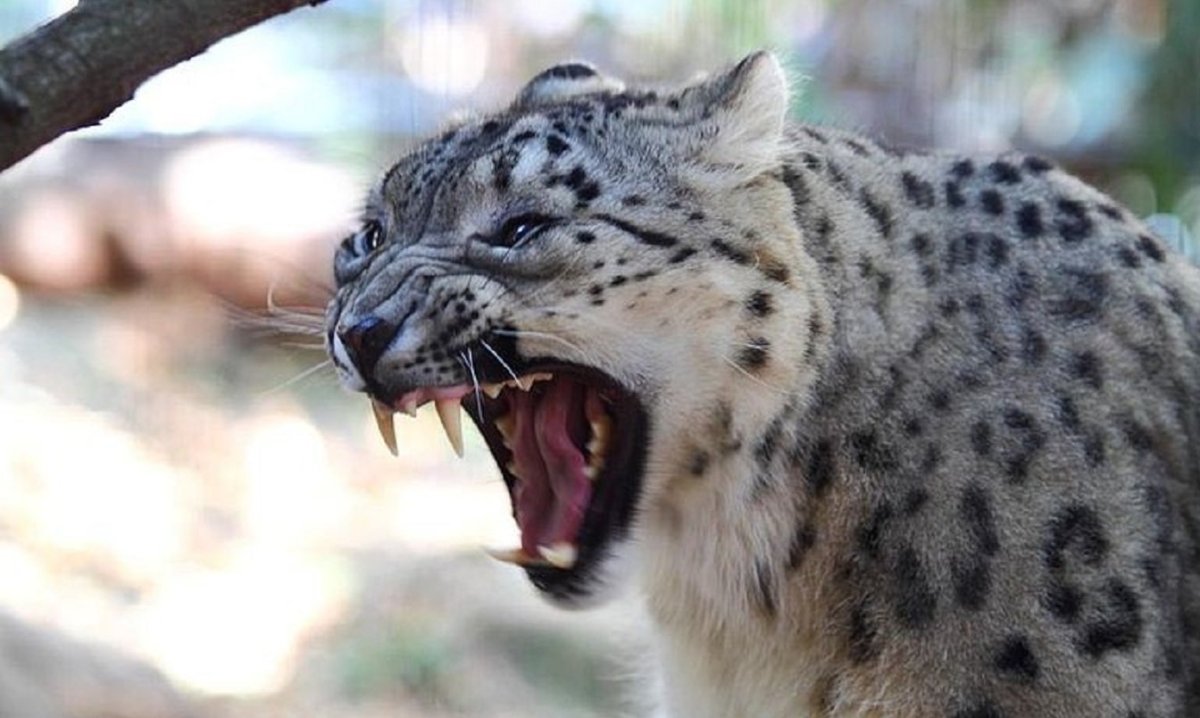 Снежный Барс