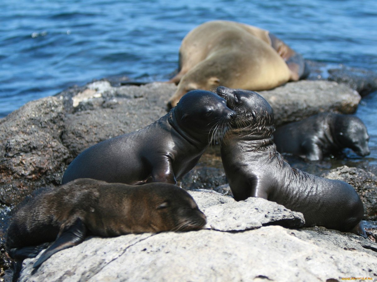 Морской Лев малыш