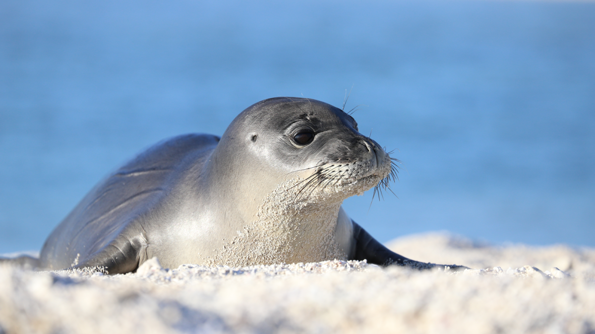 Атлантический обыкновенный тюлень