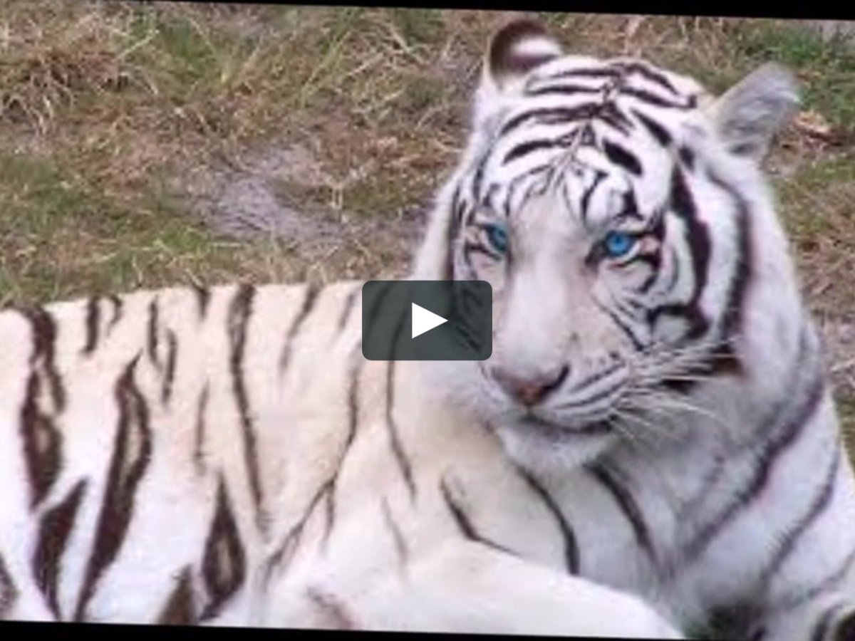 Тигры меланисты