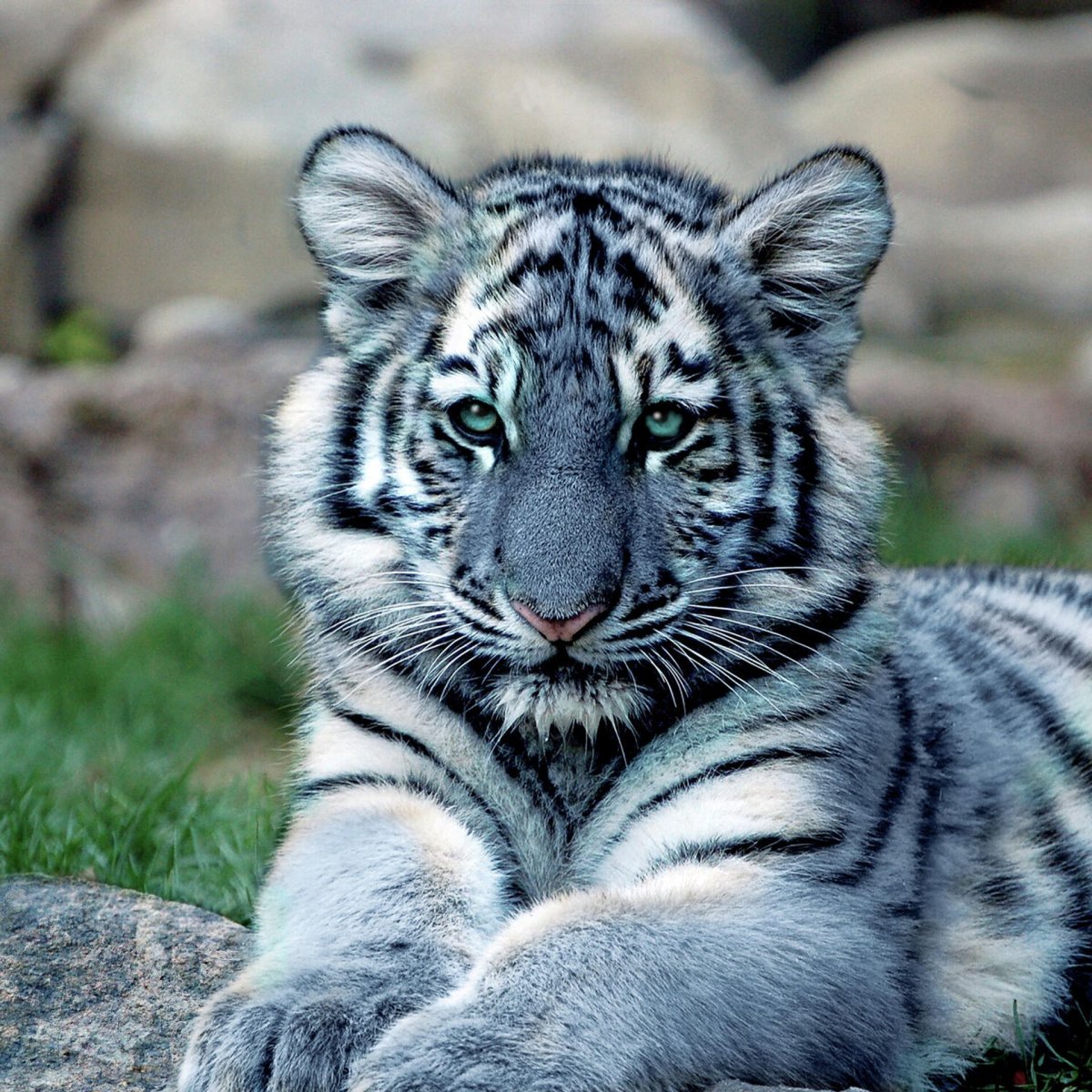 Тайгер Блю тигр