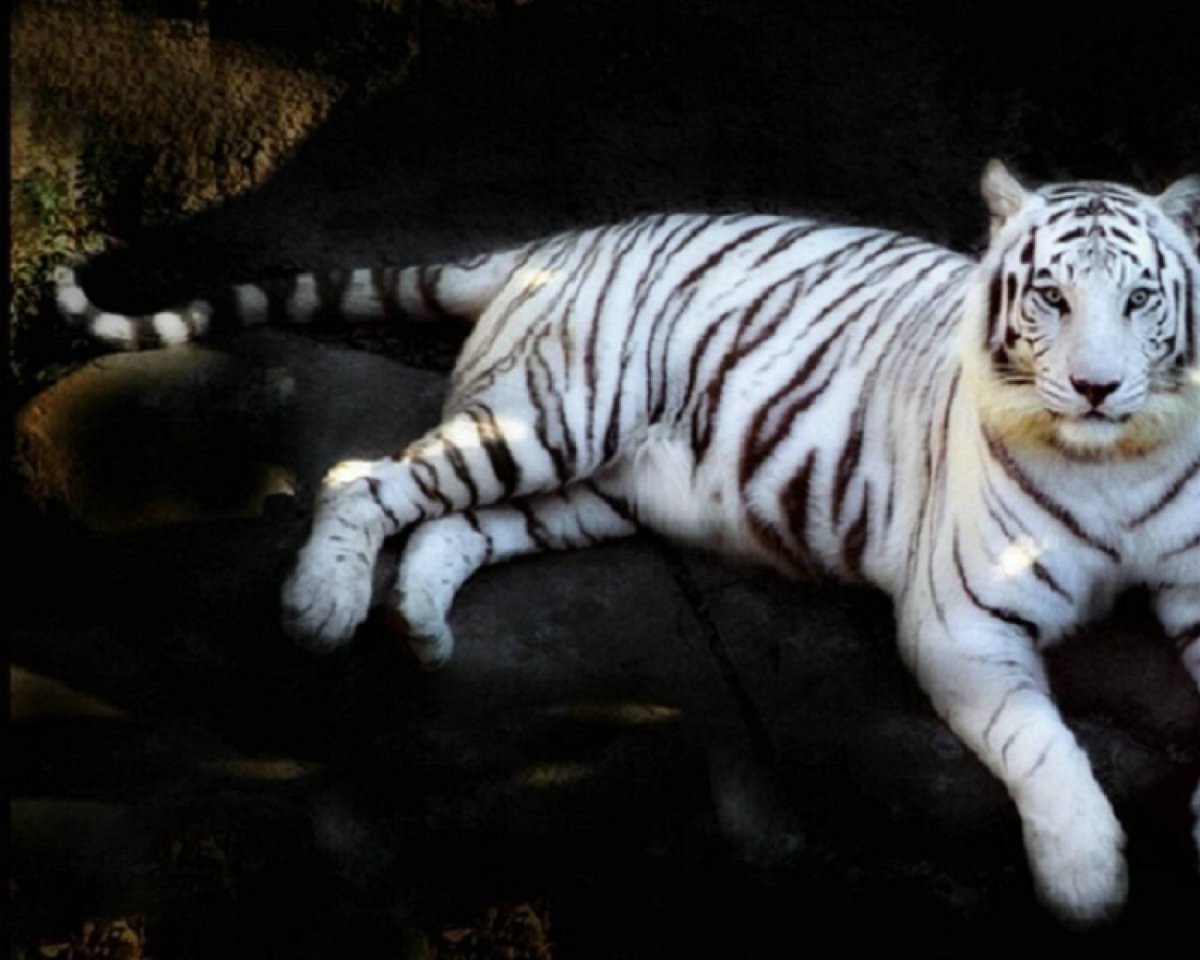 Голубой тигр