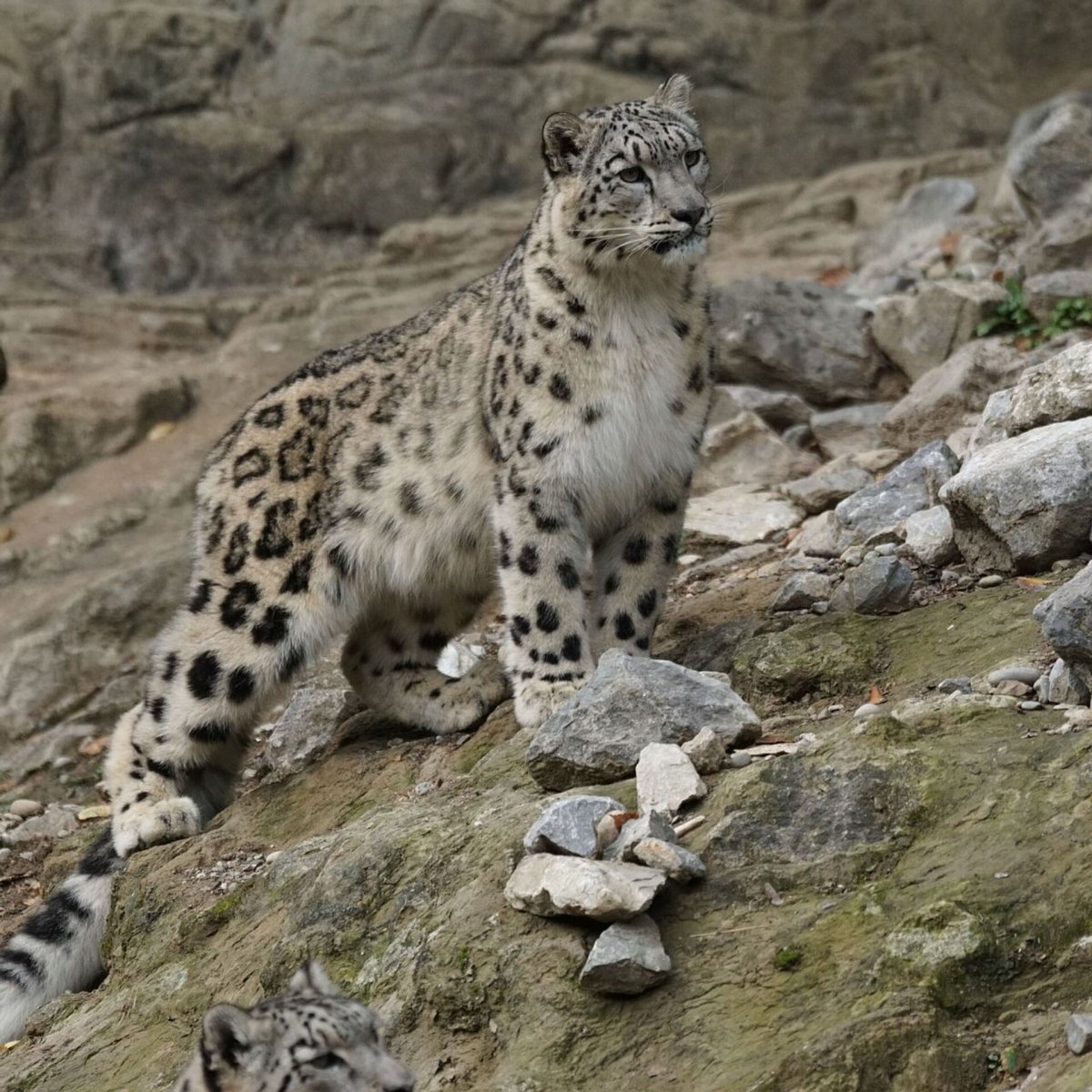 Снежный Барс Кош-Агач