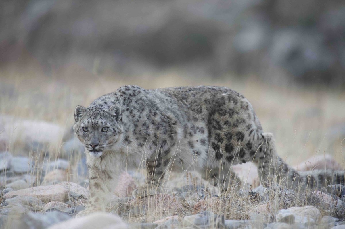 Кавказский снежный Барс
