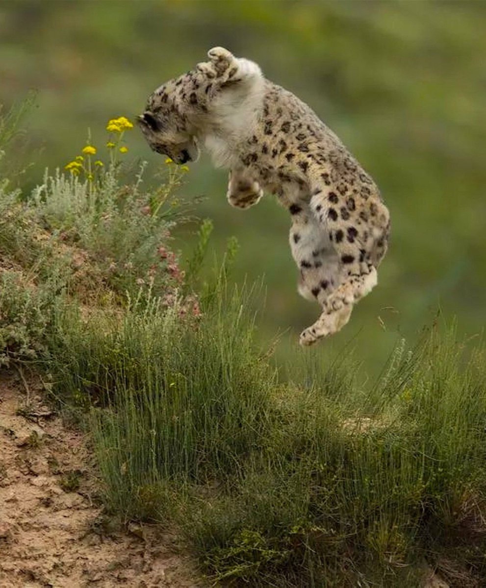 Снежный Барс на охоте