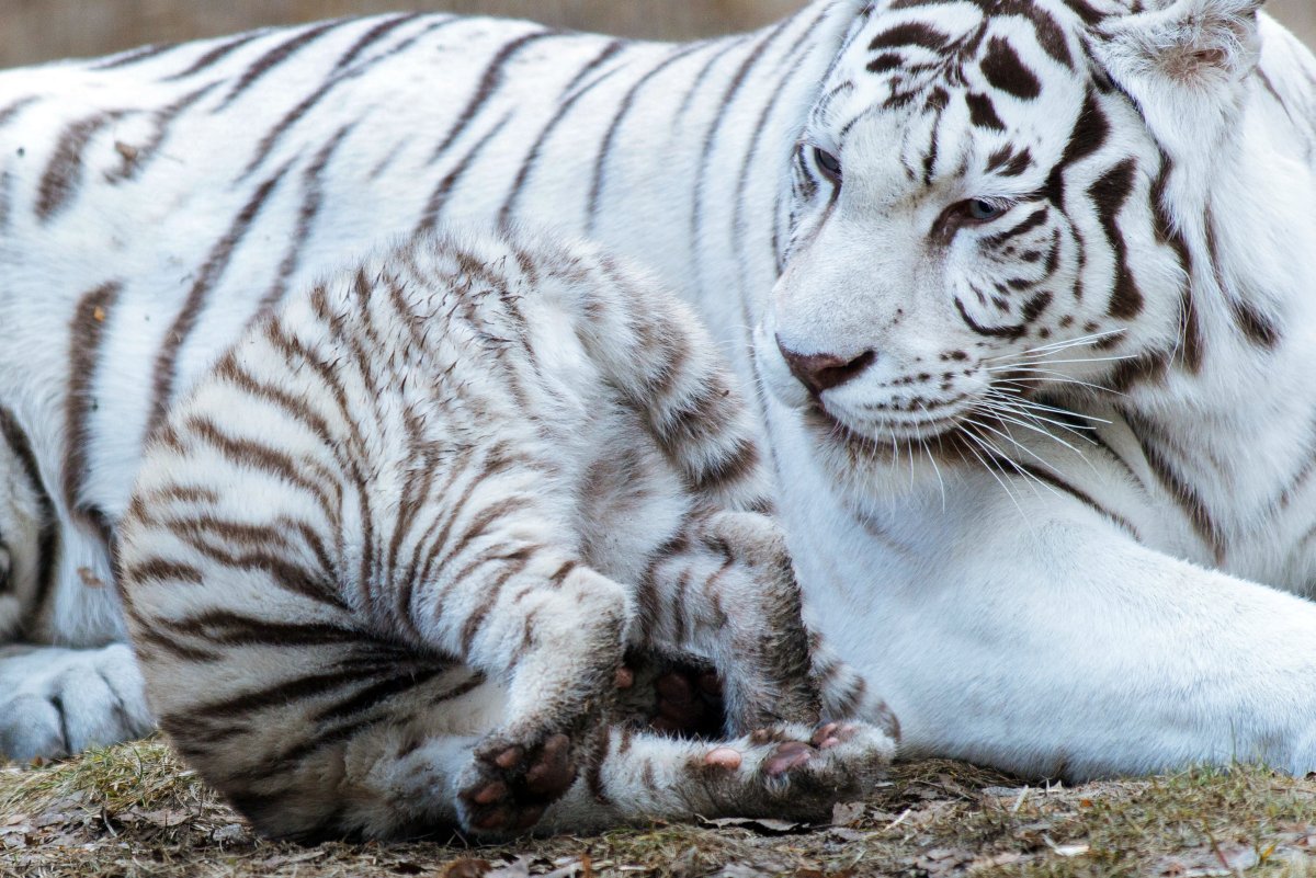 Хельмут Коллер тигры