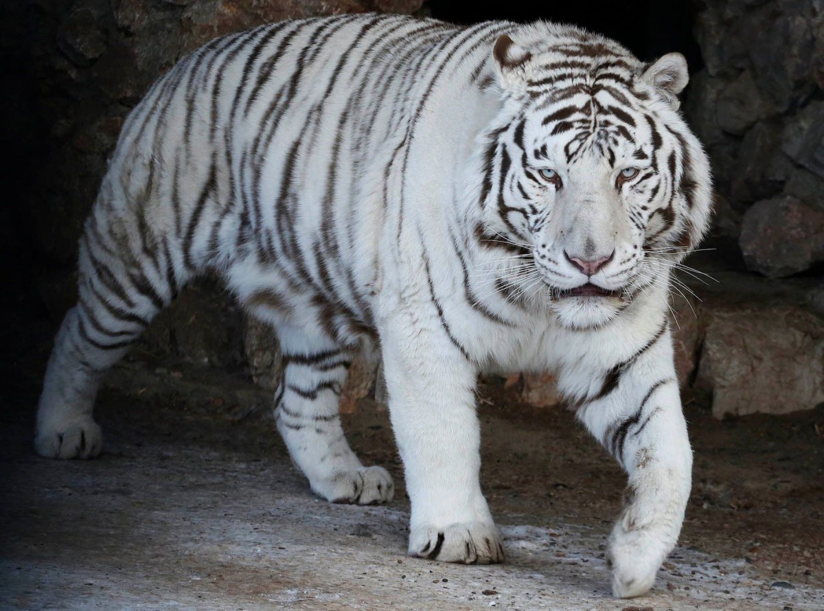 Белый тигр (the White Tiger)2020