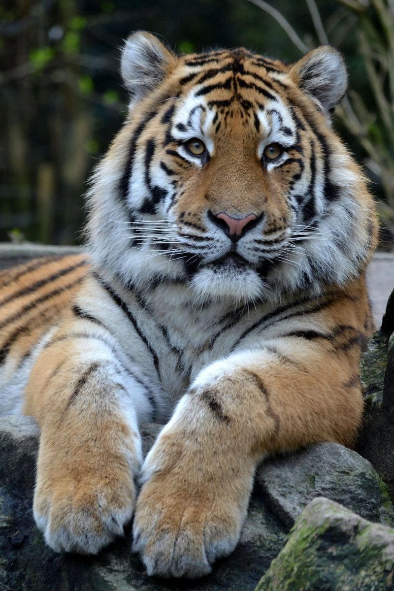 Белый Тигренок